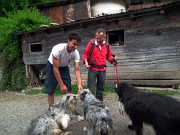 08 Cani pastore, bravi guardiani della cascina